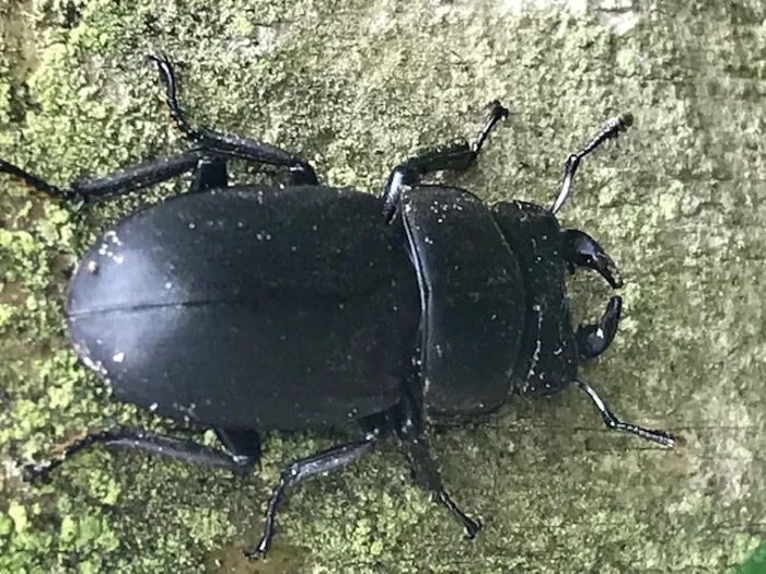 Batty Bug Hunting 