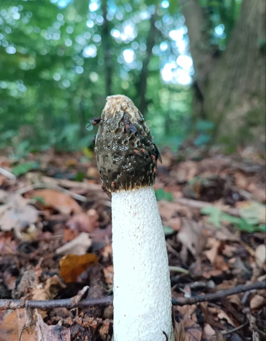 Fabulous Fungi