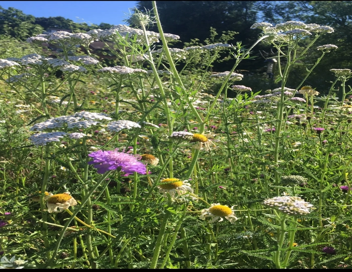 Great Grasslands
