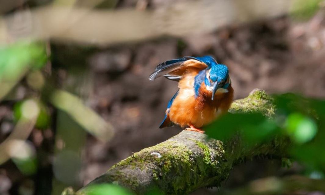 wildlife