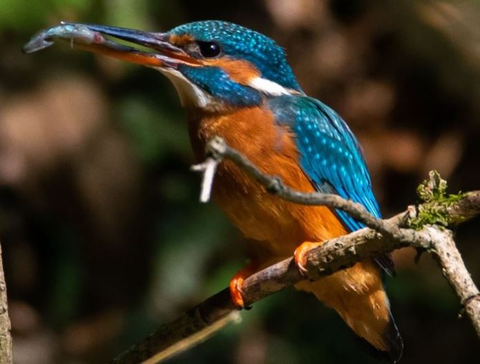 Kingfisher